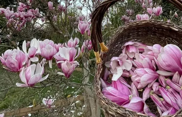 Маринованные магнолии: первые весенние цветы съедобны, с сильным пряным оттенком